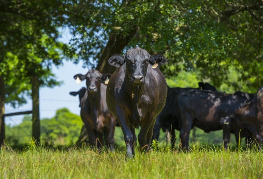 Why Do Beef Producers Turn To Baleage?