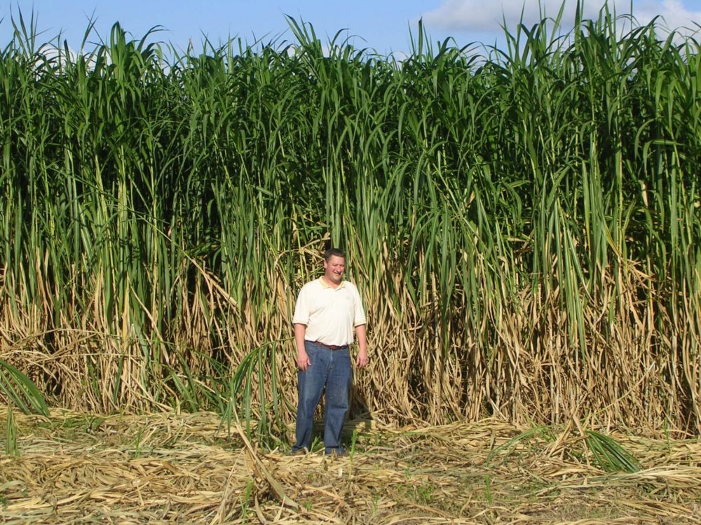 Harvesting for Biomass Below the Border