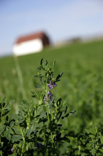 Closeup of alfalfa in a field while flowering