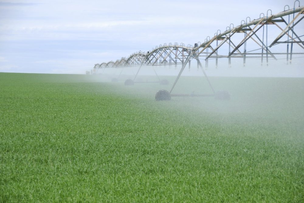 Sprinkler irrigation system in an alfalfa field