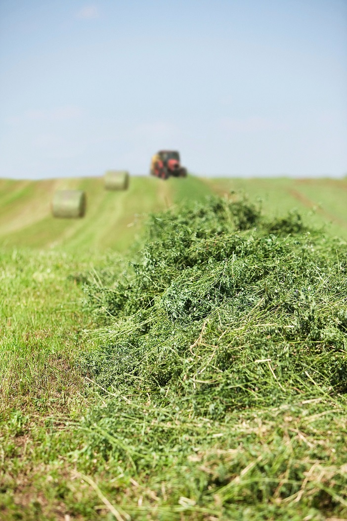 Reduced-Lignin Alfalfa Provides Balance