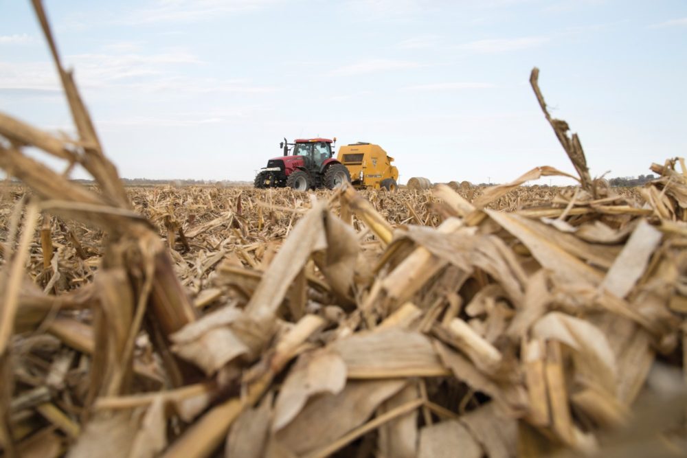 Prepping for Cornstalk Season