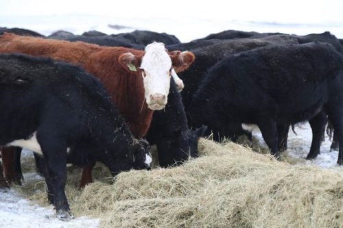 Cattle Eating Hay in Consul, Saskatchewan