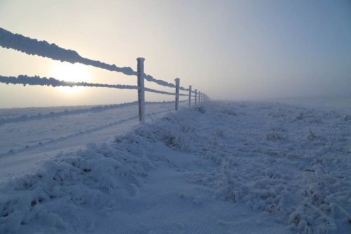 Frozen Fence in Consul, Saskatchewan