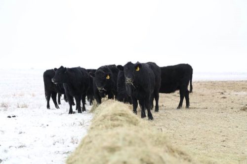 Cattle in Field with Hay in Consul, Saskatchewan