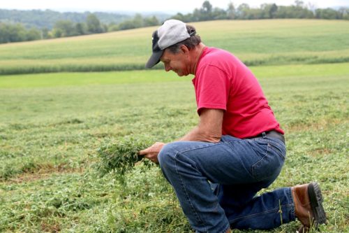 Phil Johnson Examining Hay in Field