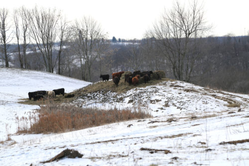 Cattle at Cottage Hill Farm