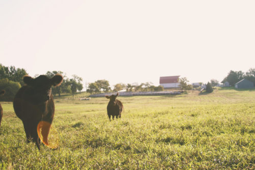 Cattle Standing in Hay Field