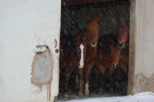 Horses Looking Out of Barn Door During Snowfall