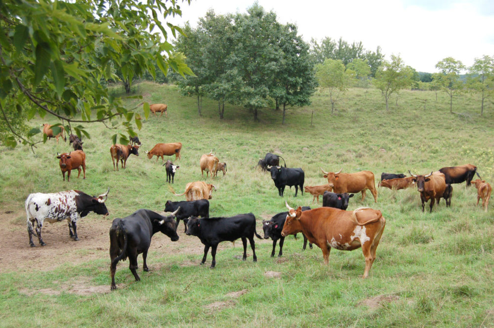 Corriente cattle at Oak Hill Ranch in Prescott, Wisconsin