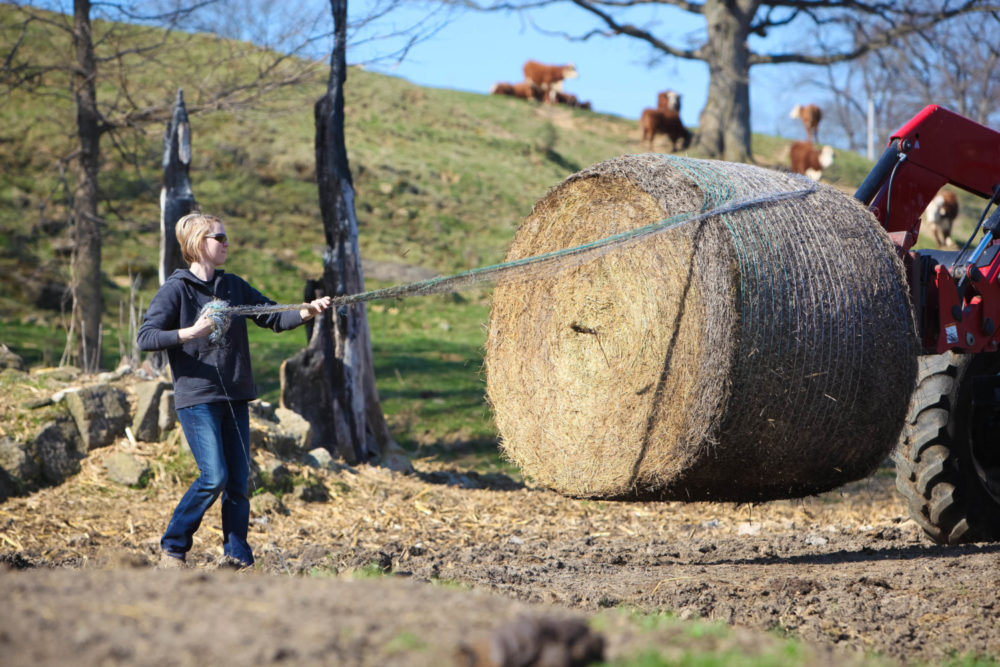 Stacy Bennett pulling net wrap from hay bale