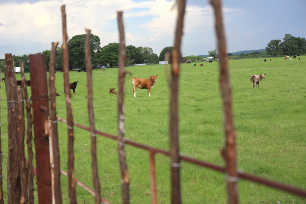 Cows in a field behind a fence