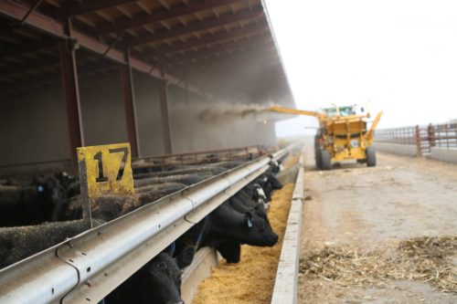 Vermeer CPX9000 Bale Processor with cows