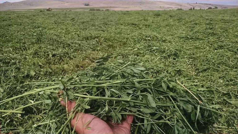 Boost Hay Quality and Reduce Cost