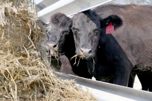 Improved yield helps dairy production