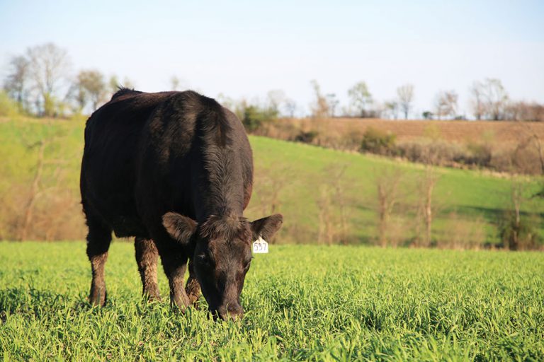 Chew on This: Rotational Grazing Brings Benefits