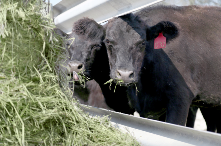 More Bale for Your Buck? How Pre-Cutting Can Lead to Cost Savings