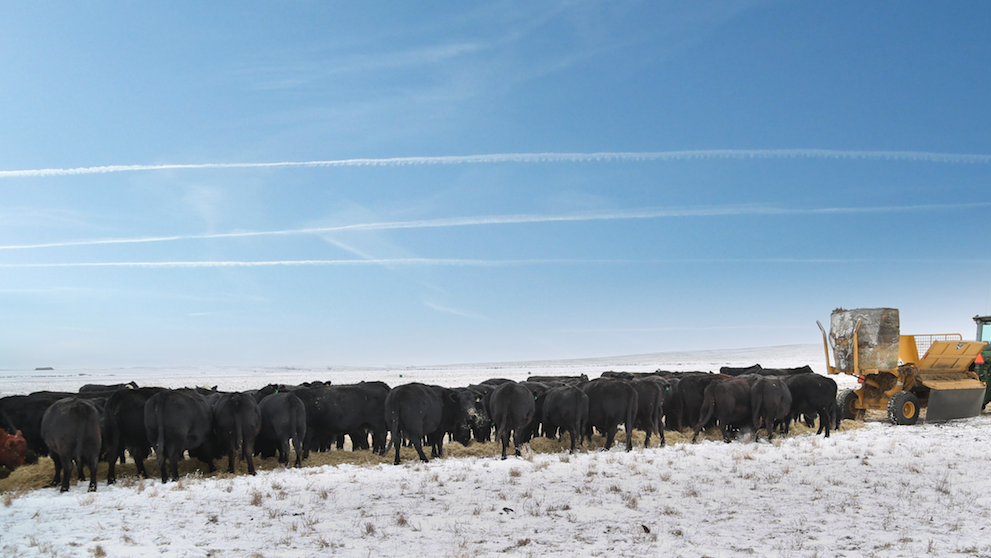 Livestock Market Outlook