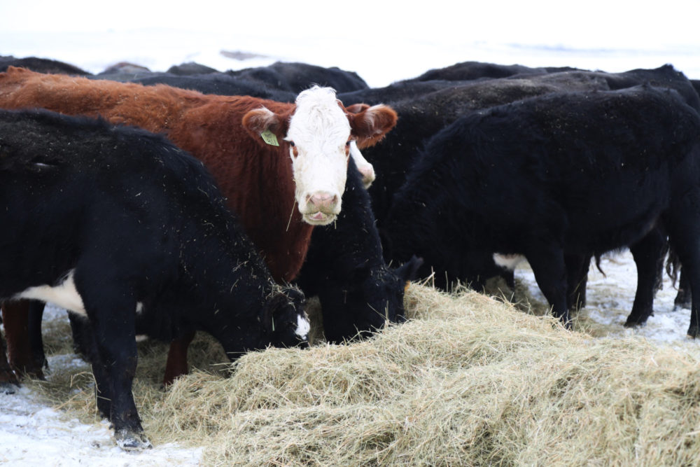 Balance Quality, Quantity to Help Your Hay Crop ‘Catch Up’
