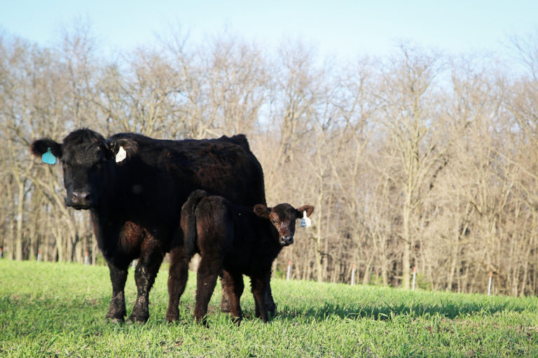 When is the Best Calving Season for You? Consider These Factors.