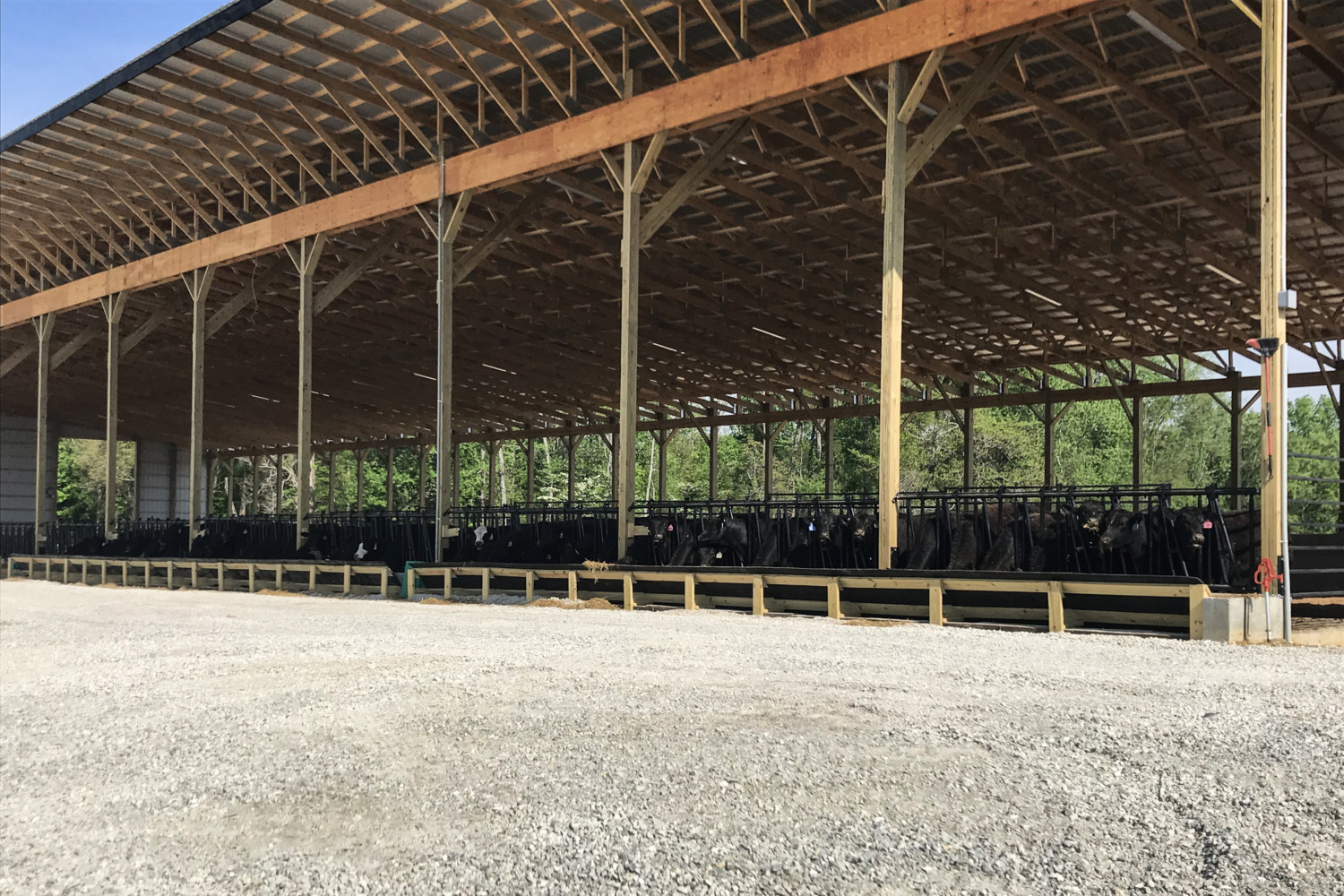 Cattleman Boosts Animal Husbandry Feed Efficiency With Indoor Cow