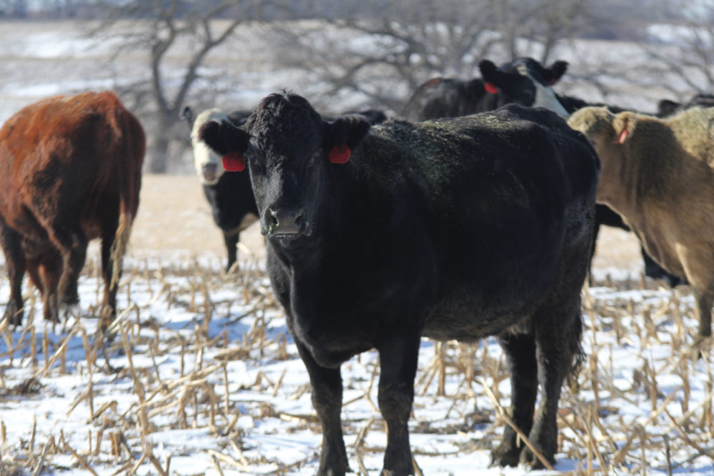 Meet Your Cows’ Nutritional Needs at Critical Stages