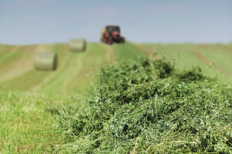 Farmers Switching Cash Crop Acres to Forage Crop Acres