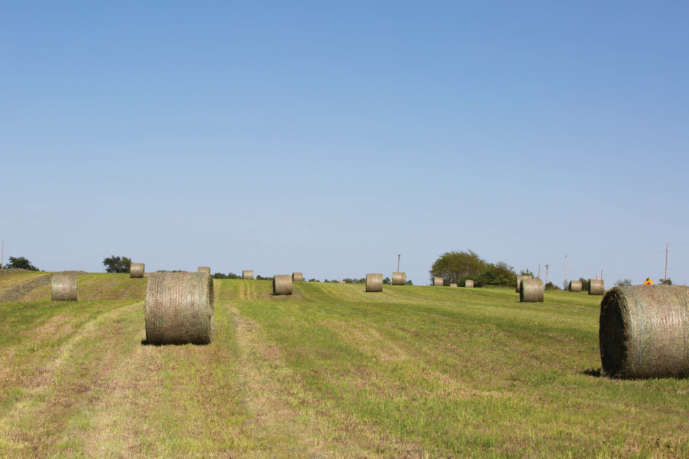 Buy hay the right way