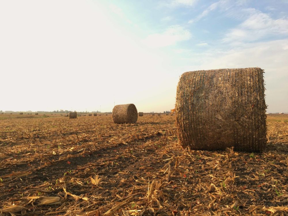 Strong Stalks Call for Tough Equipment