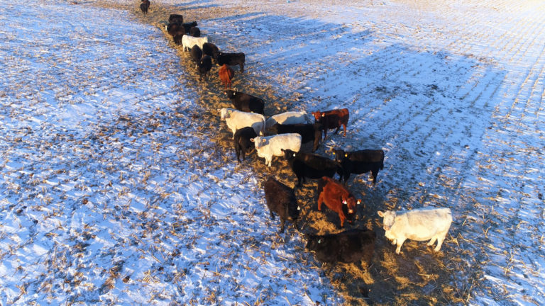 Prepping your herd for winter