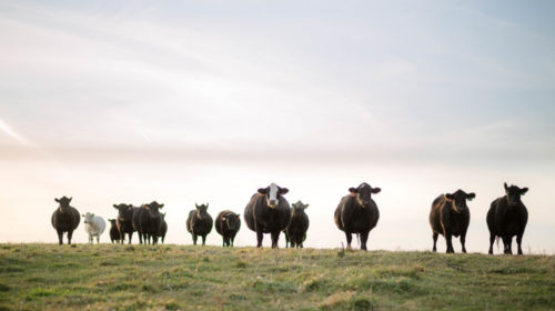 Cattleman Boosts Animal Husbandry Feed Efficiency With Indoor Cow