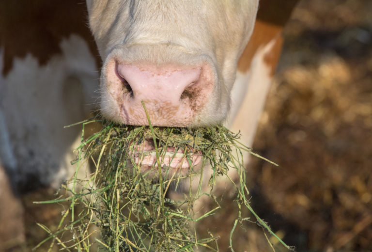 From the cow’s mouth: silage palatability
