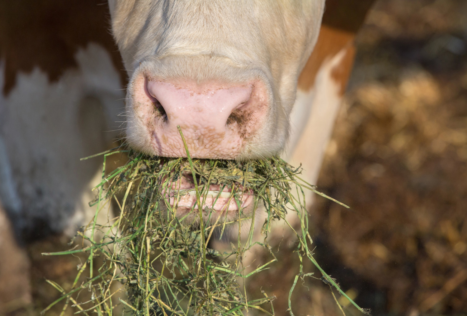 From the cow's mouth: silage palatability | Makin' Hay - The Latest In  Agriculture Industry Tips and Trends