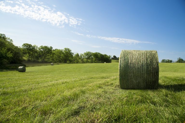 What to watch for surrounding hay and forage prices in 2020