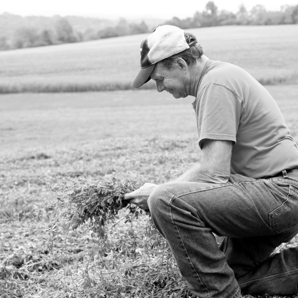 Still searching for alfalfa winterkill answers