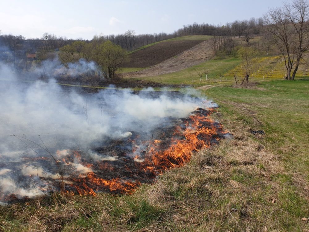 Using Prescribed Burning for Forage Management