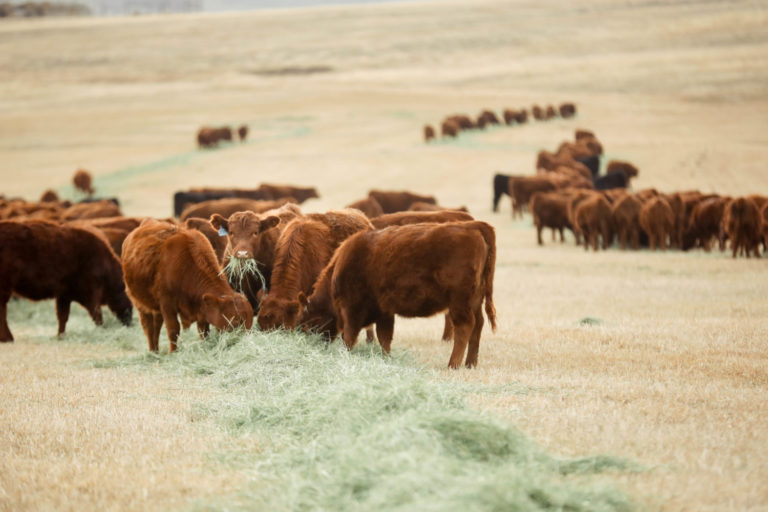 Prioritize sustainability on your ranch