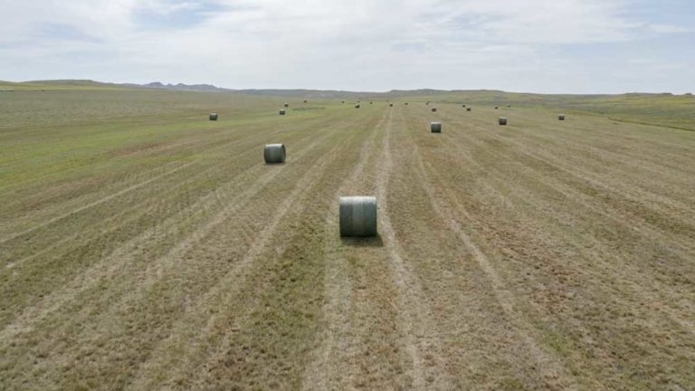 Bale hay or hire it done? Think about these hay cost variables.