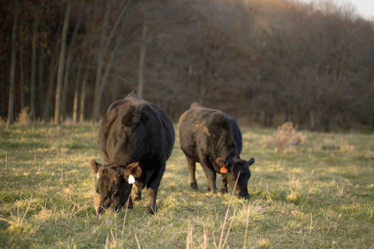 Are your cows paying for themselves? 7 factors to think about on your cow-calf operation