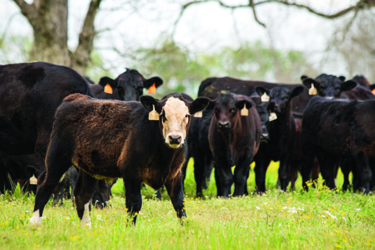 Optimize cattle feed intake and efficiency with genetics