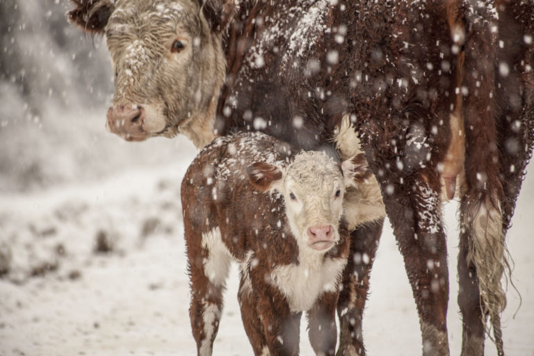 Tips for Calving in Cold Weather