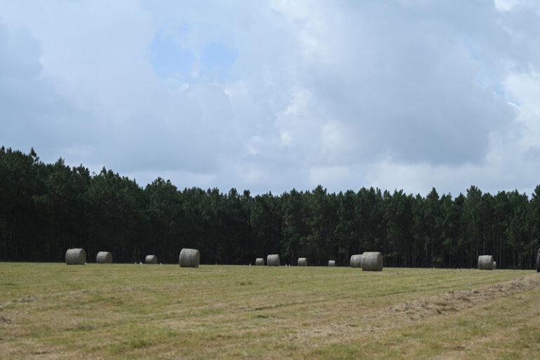 Managing a hay shortage and the effects of drought on agriculture