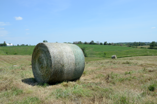 Putting Up Hay and Feeding Cattle During Drought