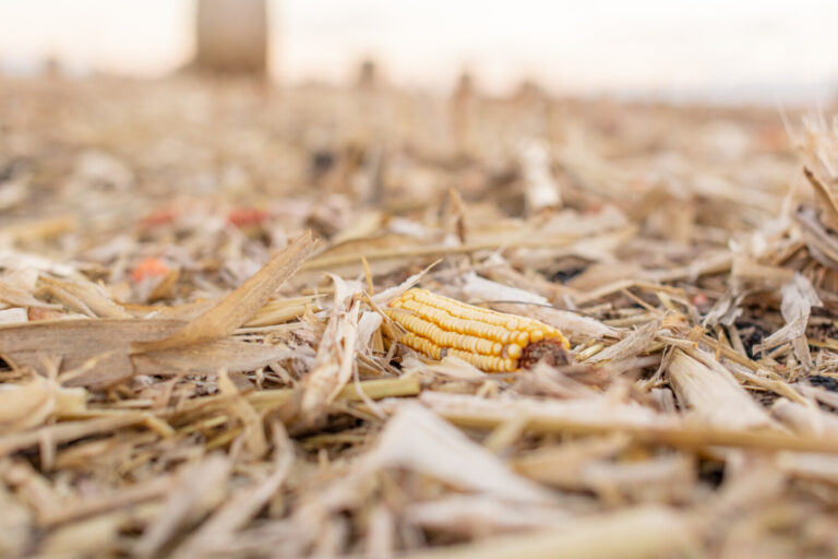 When to Consider if Grazing Cornstalks is the Right Option