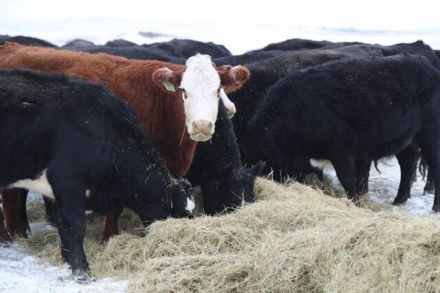 4 Tips for Keeping Your Herd Productive Over Winter