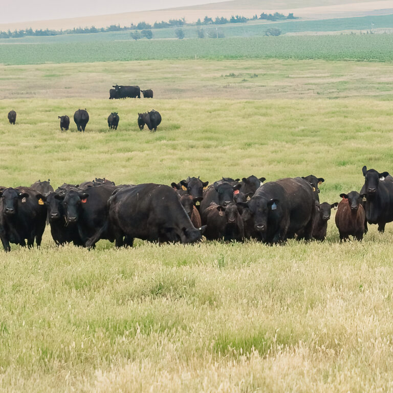 Optimize Your Herd with Forage Management
