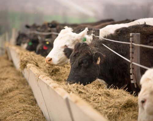 Cows eating hay