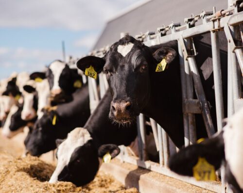 Cows eating