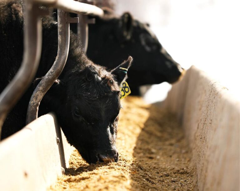 Need solutions for feeding cattle? Vermeer bale processors, feed wagons and mixers can help